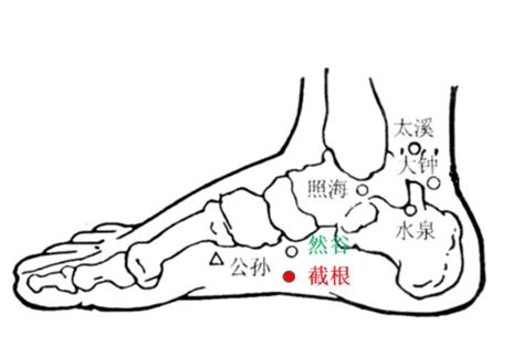 截根穴位置|截根穴